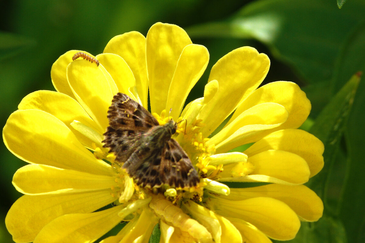 Толстоголовка  Альцея - Валентин Семчишин