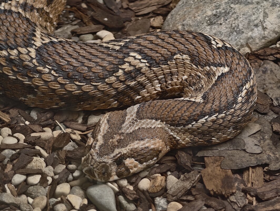 Змея - <<< Наташа >>>