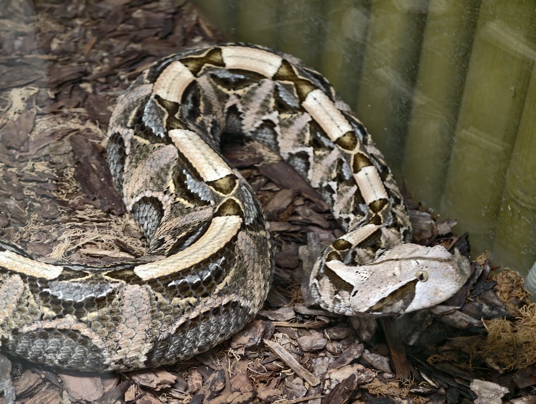 Змея - <<< Наташа >>>