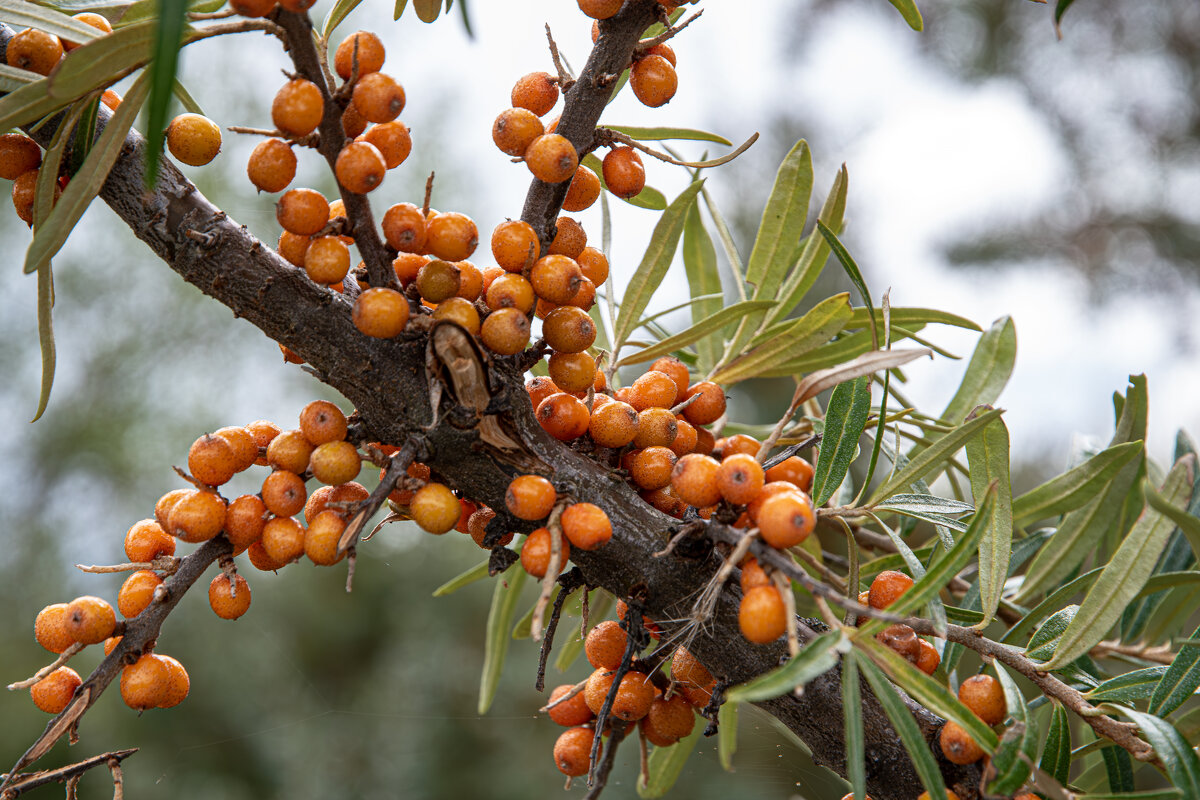 Облепиха - Валерий Пославский