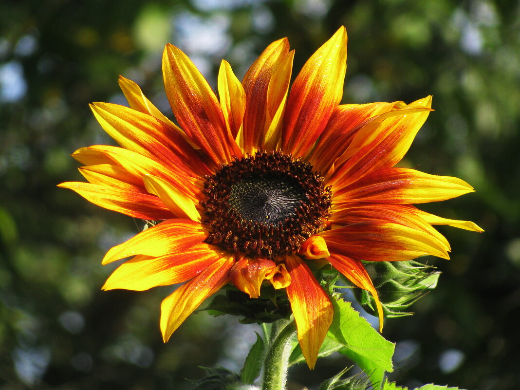 Красивый подсолнух - Людмила Смородинская