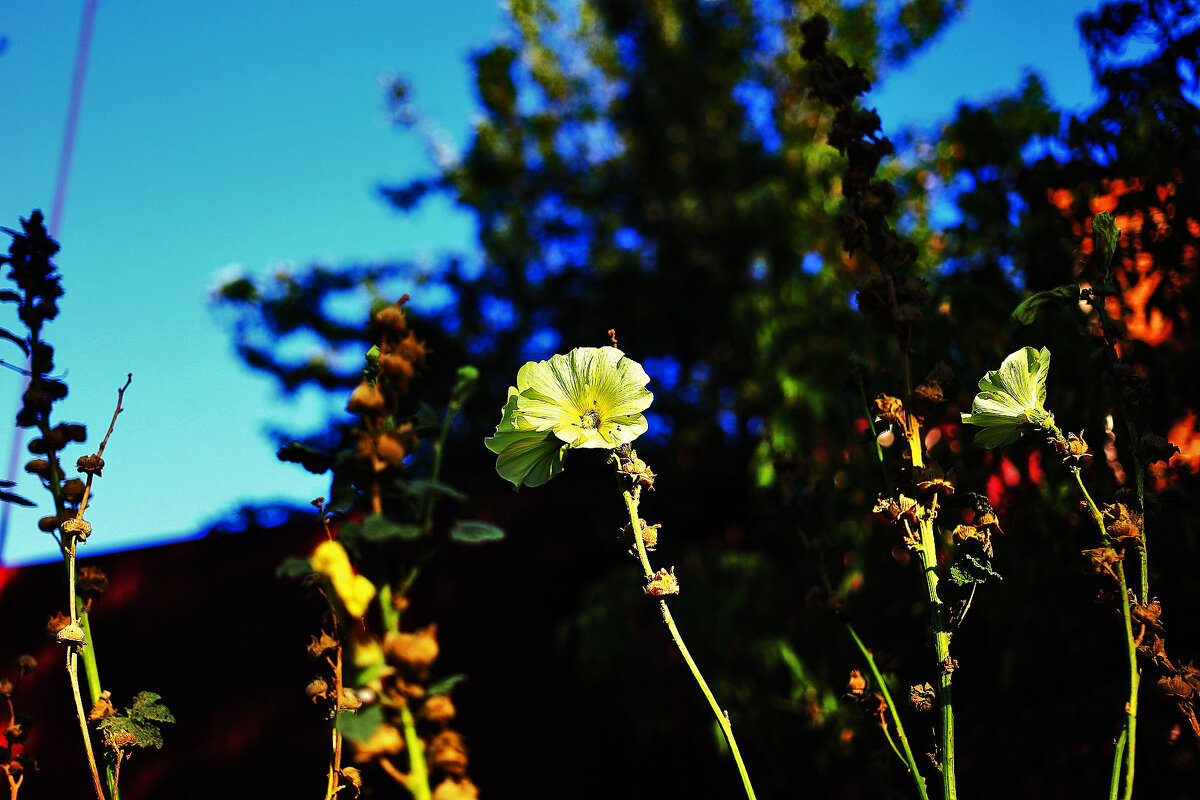 На фоне неба - Юрий Гайворонскiий