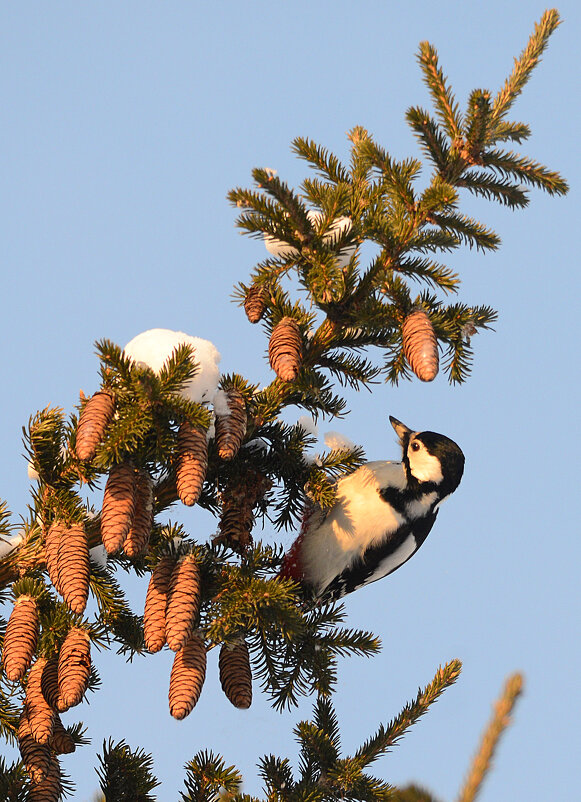 С какой же начать? - Михаил Белоусов