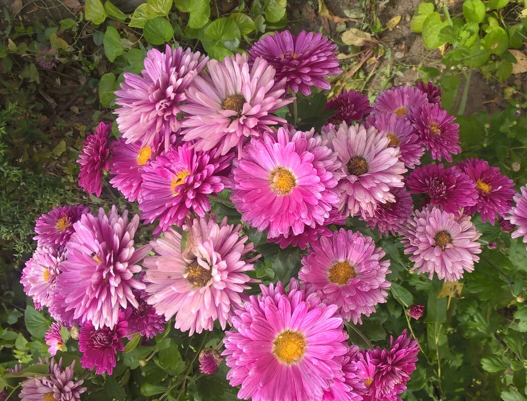 Хризантемы - Елена Семигина