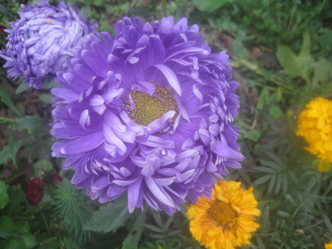 **** - Елена Семигина