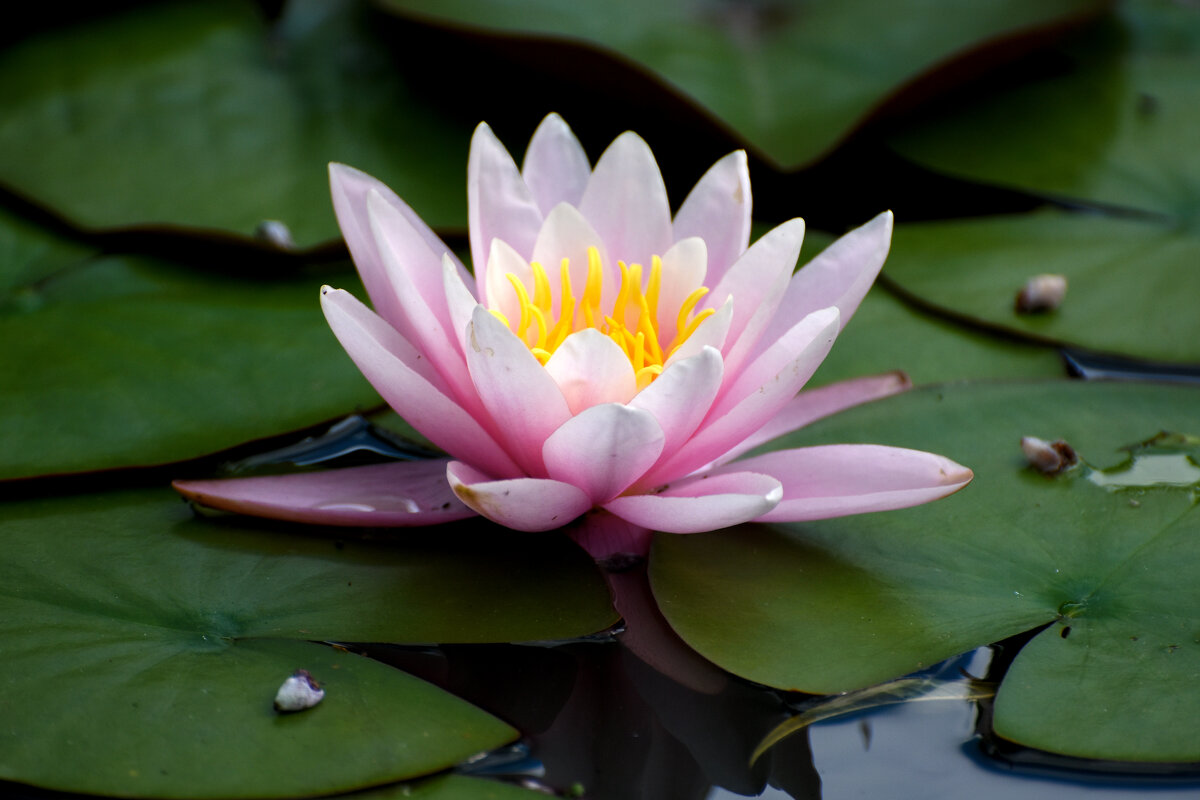 Лето в Ботаническом... Август. - Наташа *****