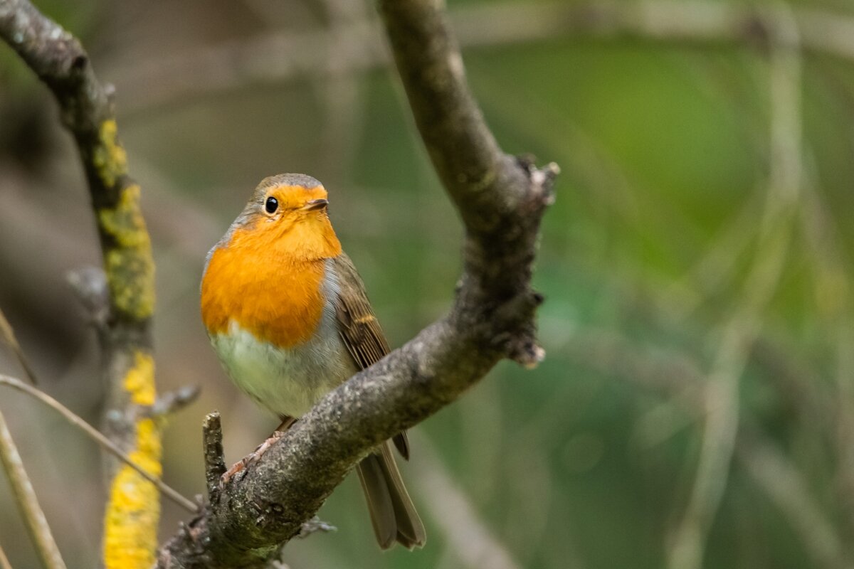 Зарянка или малиновка. - Виктор Евстратов
