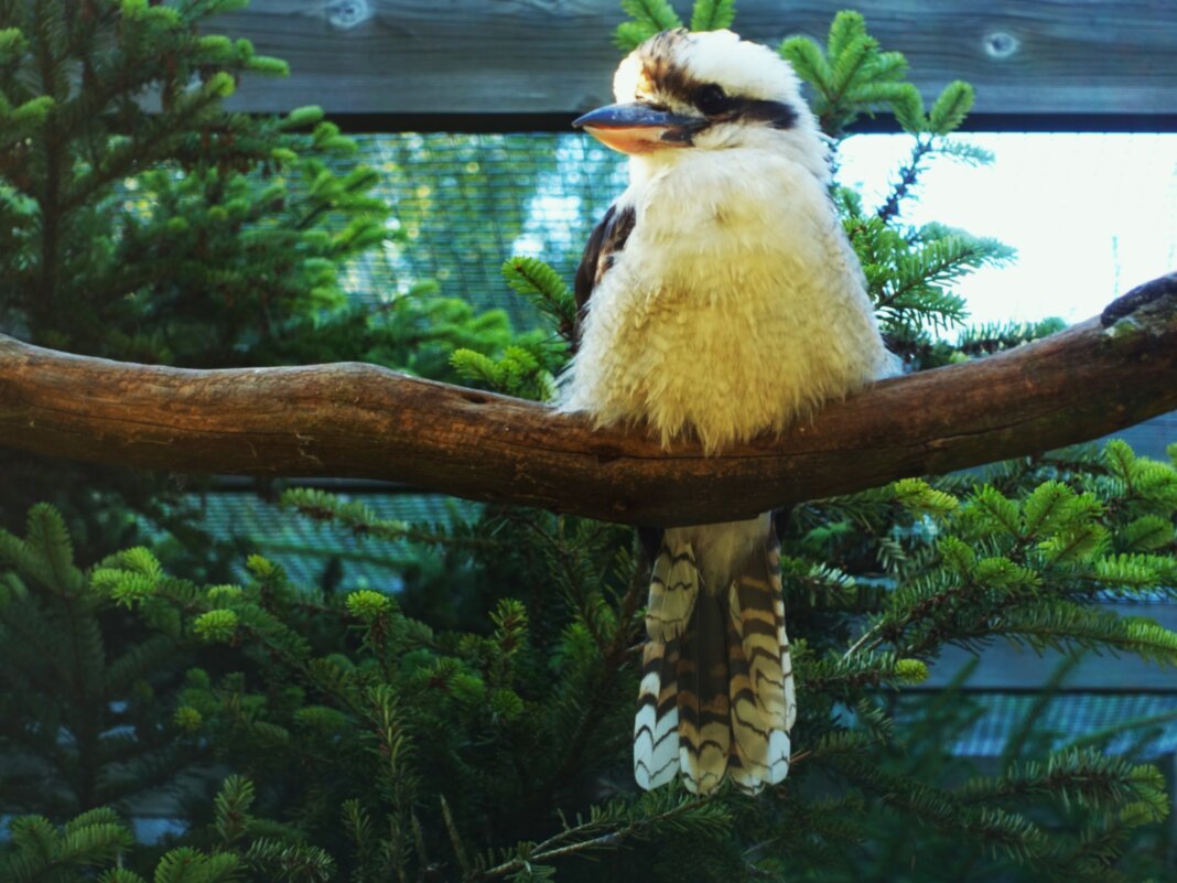 Смеющаяся кукабара(Зимородок великан) - Aida10 