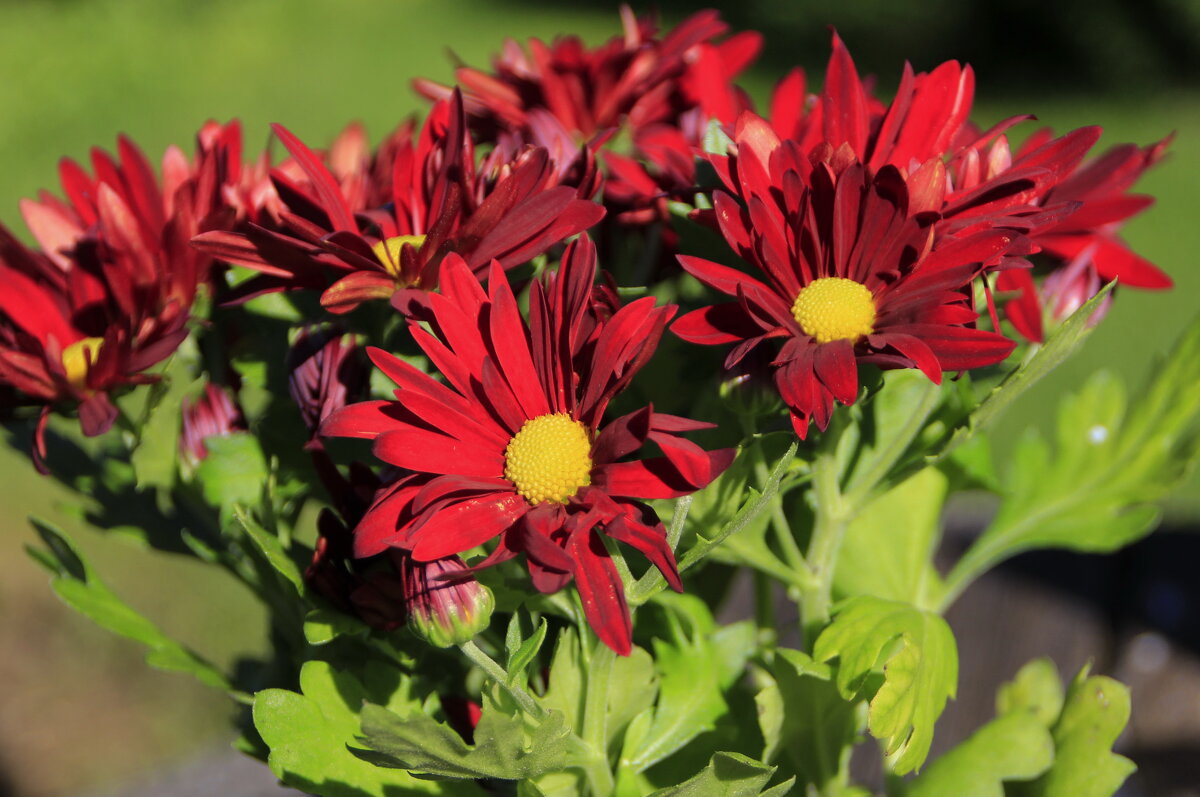 Яркий сентябрь  .. - Татьян@ Ивановна