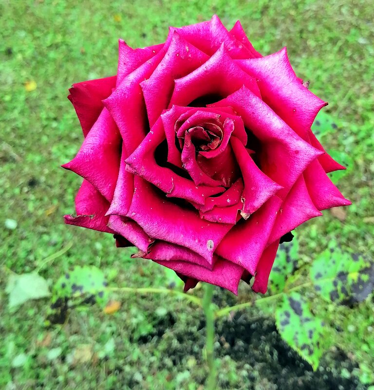 Роза чайно-гибридная. - Валерий Новиков Роза чайно-гибридная. - Валерий Новиков