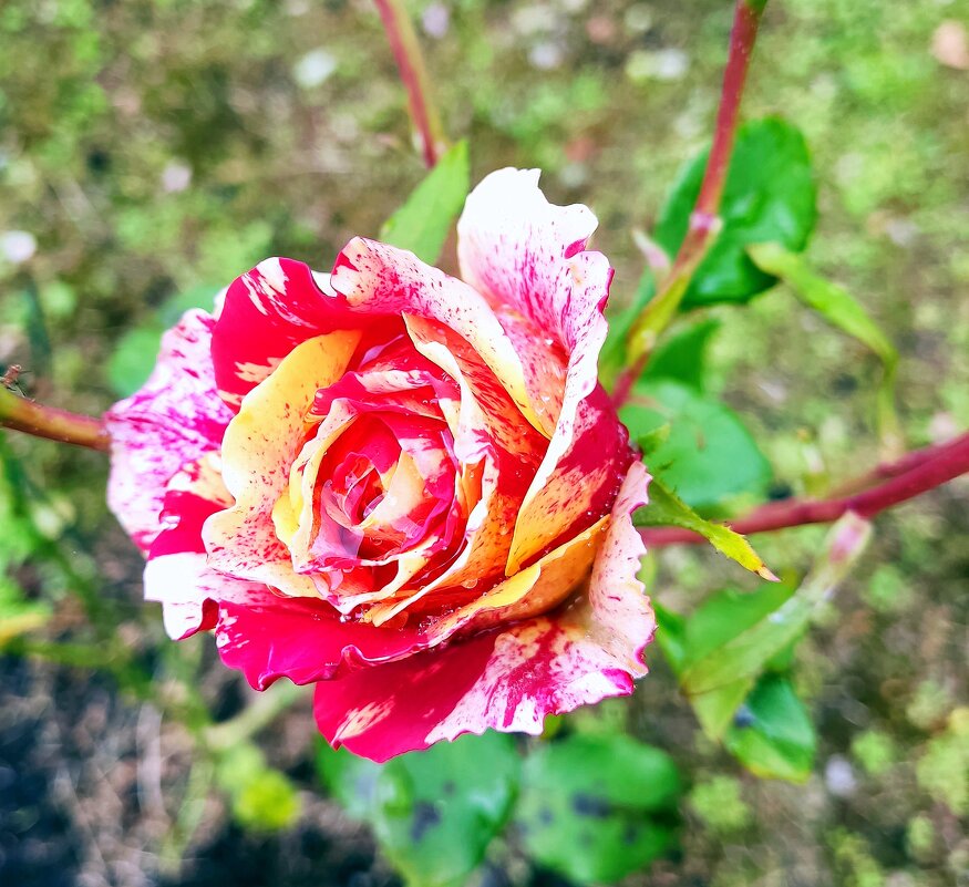 Плетистая роза. - Валерий Новиков