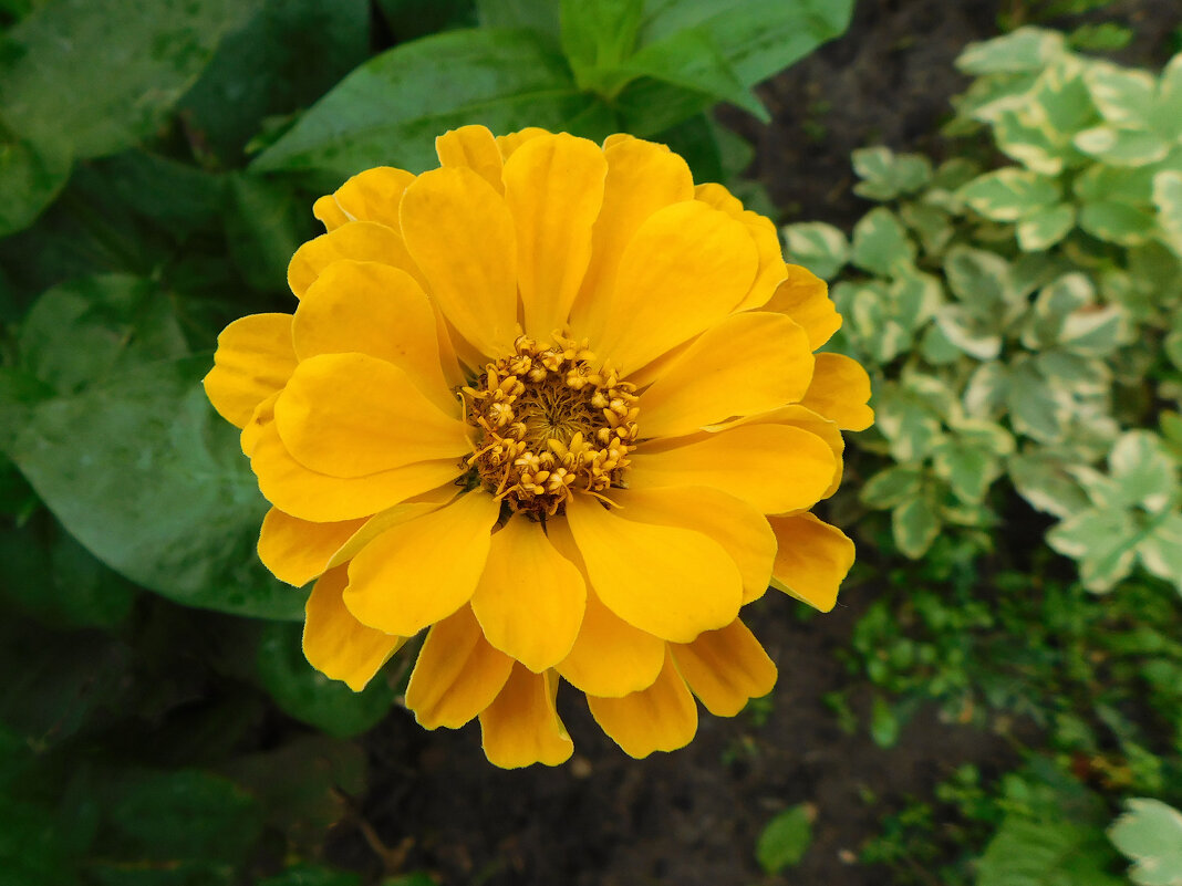 Цинния желтая - Наиля 