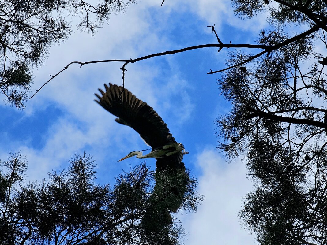 Аист парящий в облоках - Мария Яковлева