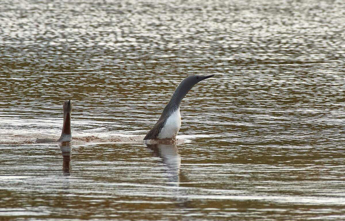 Краснозобые гагары "любопытство не порок" - Игорь Шабалин