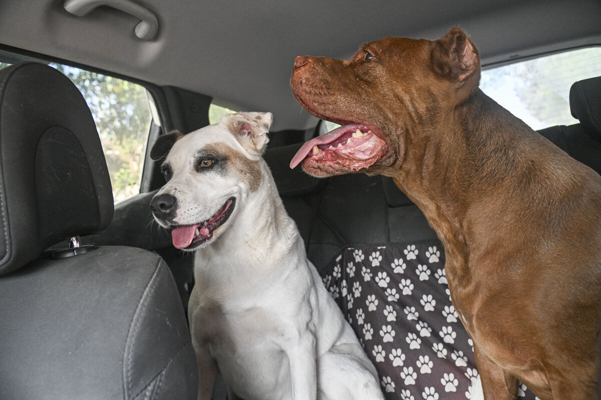 на заднем ...Тойа и Лука - Осень 