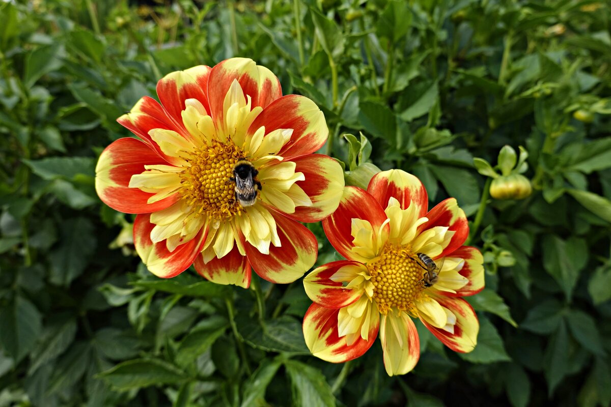 .Как хорошо, что есть осенние цветы,  И тихо, чуть дыша, крадётся дева-осень.. - Галина 