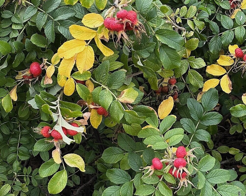 Сентябрь - Мария - Maria