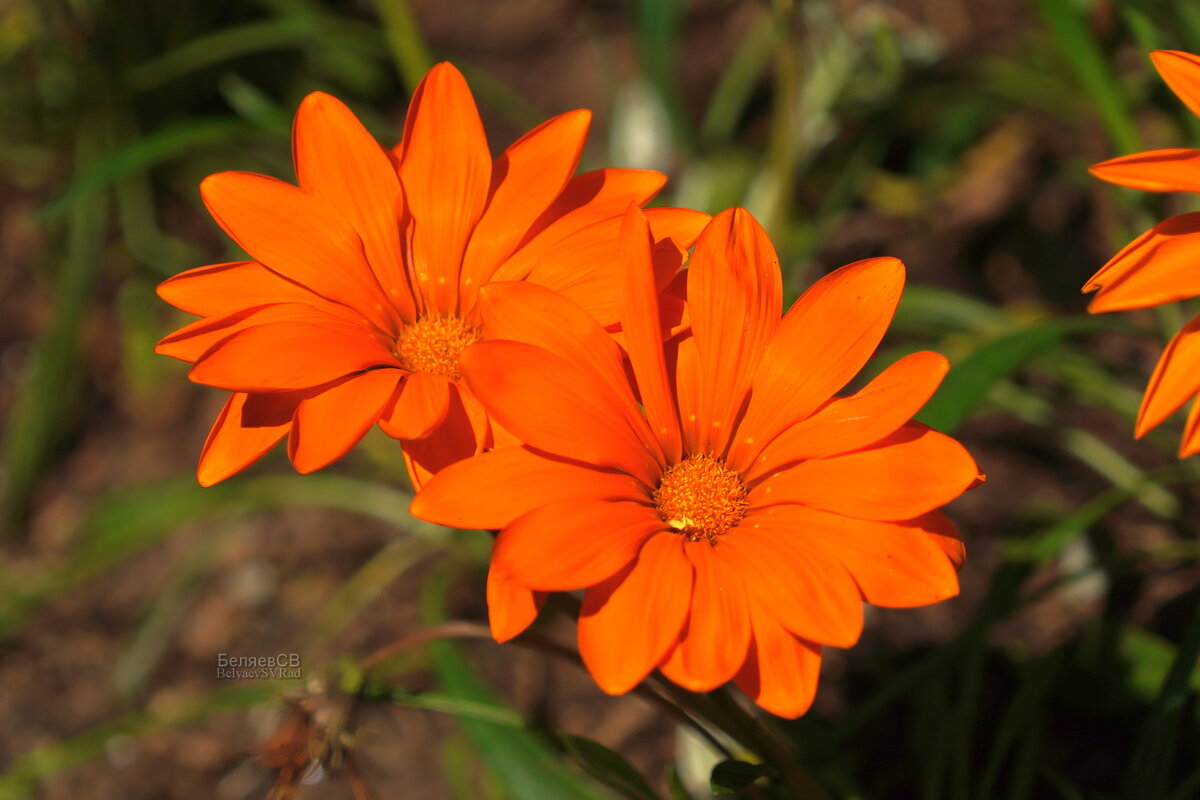 Газания оранжевая - Сергей Беляев