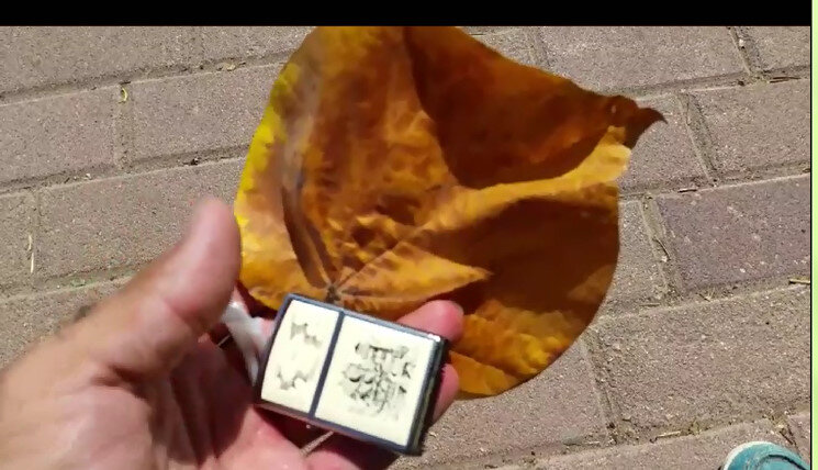 113 (61) - CLOSE WAYS ALL