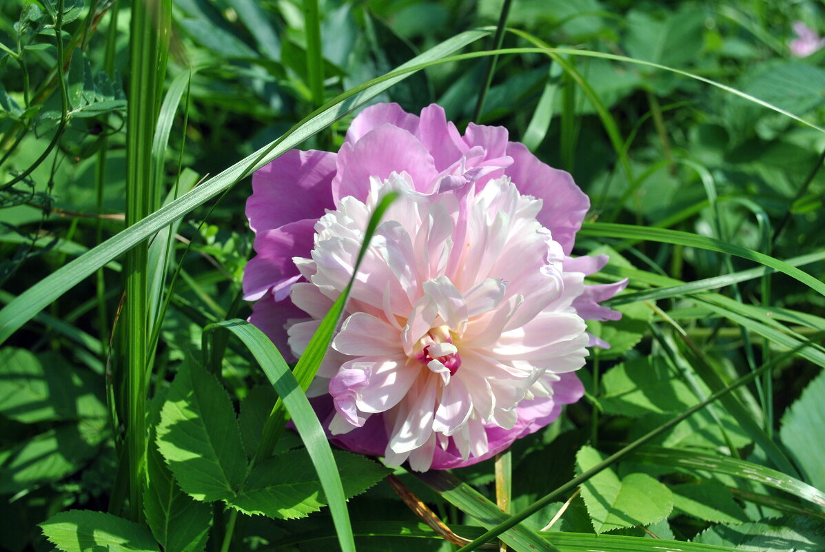 Забыл рассказать про пионы .. - AleksSPb Лесниченко