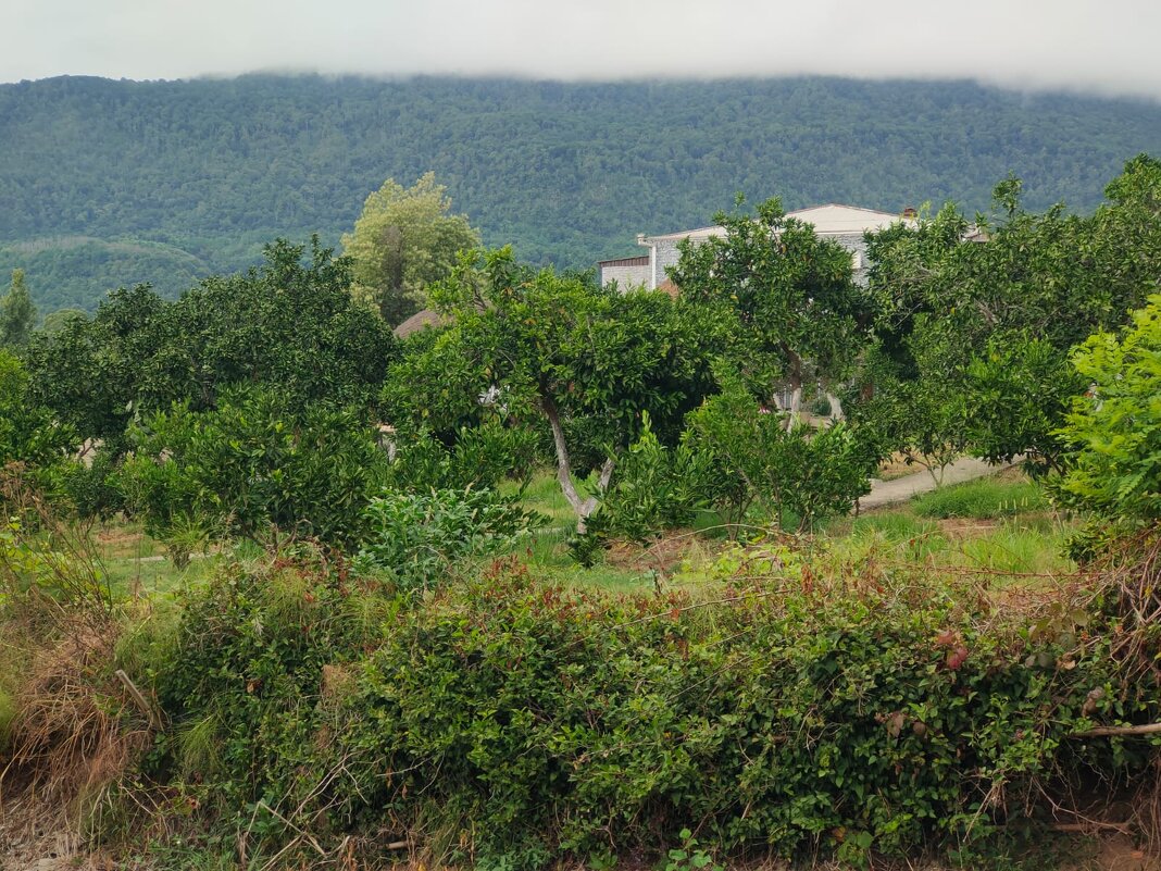 В Новом Афоне - Ирэн 