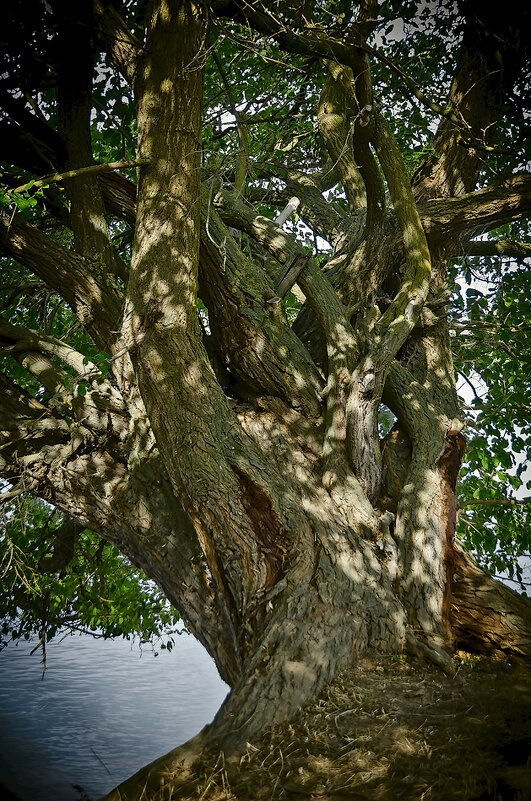 Переплетение - Петр Фролов