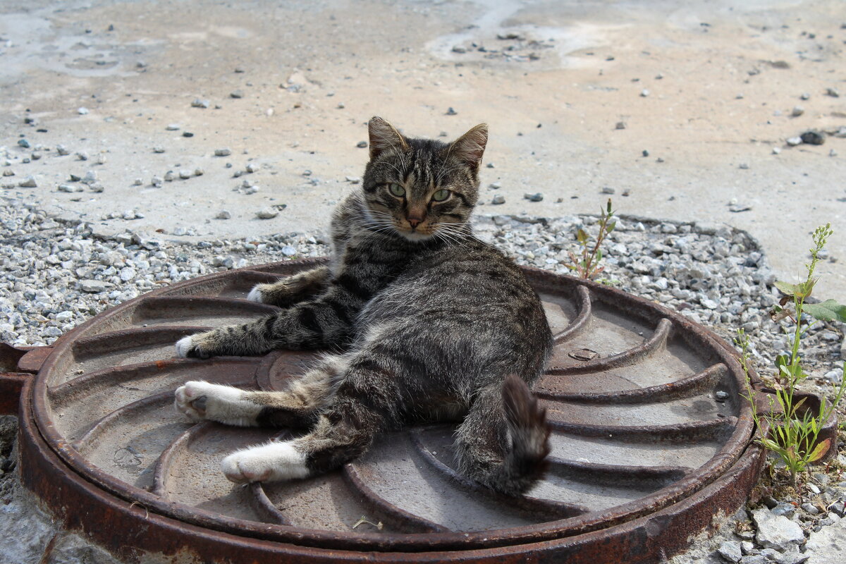 - Разрешаю, снимай ! - Нина Сироткина - Разрешаю, снимай ! - Нина Сироткина