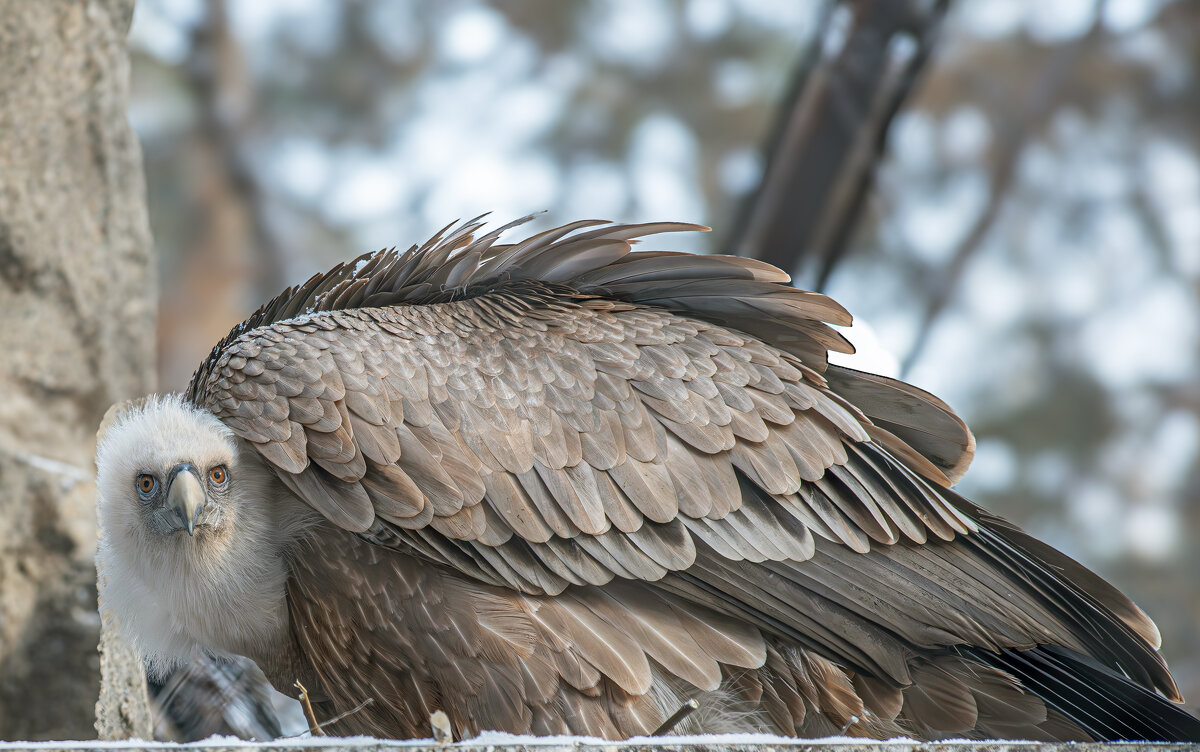 Новосибирский зоопарк имени Р.А. Шило - Михаил Измайлов