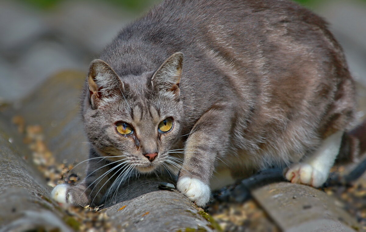 ... за  птицами ... - Andrey Bragin 