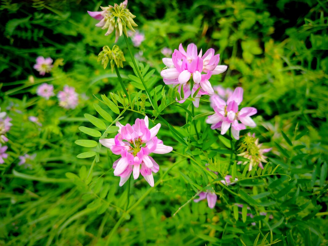 Летние цветочки - Надежда Летние цветочки - Надежда