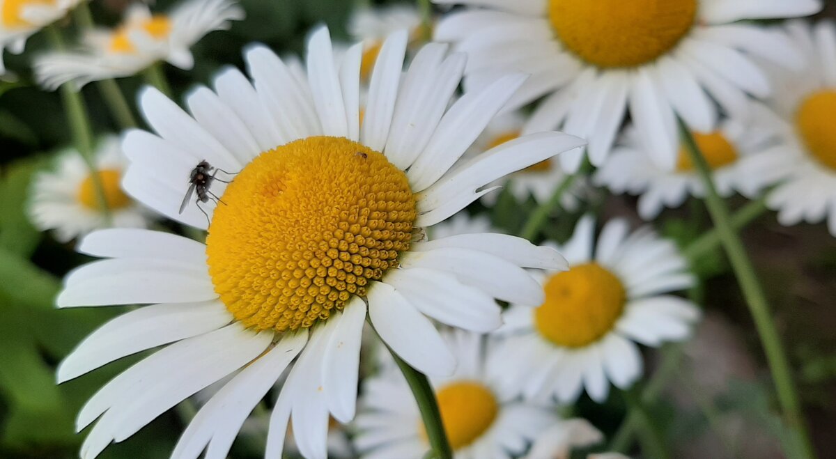 Летне-цветочное - Наталья Герасимова Летне-цветочное - Наталья Герасимова