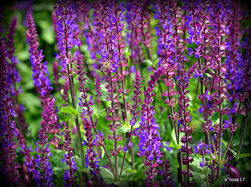 они на радость нам даны - Олег Лукьянов