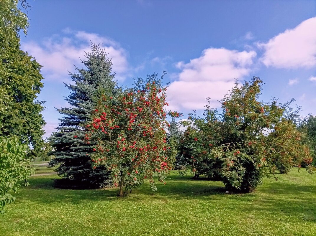 Рябина красная - Veera V