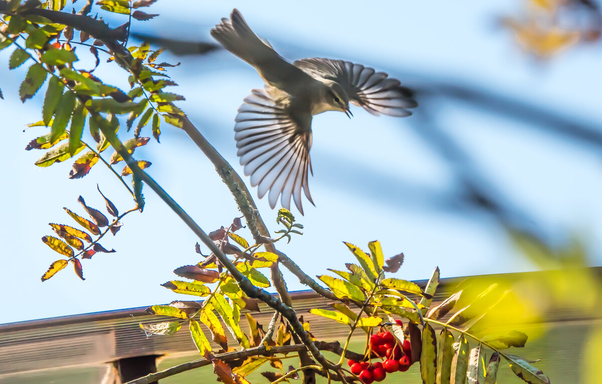 Пеночка-теньковка. - Владимир Безбородов
