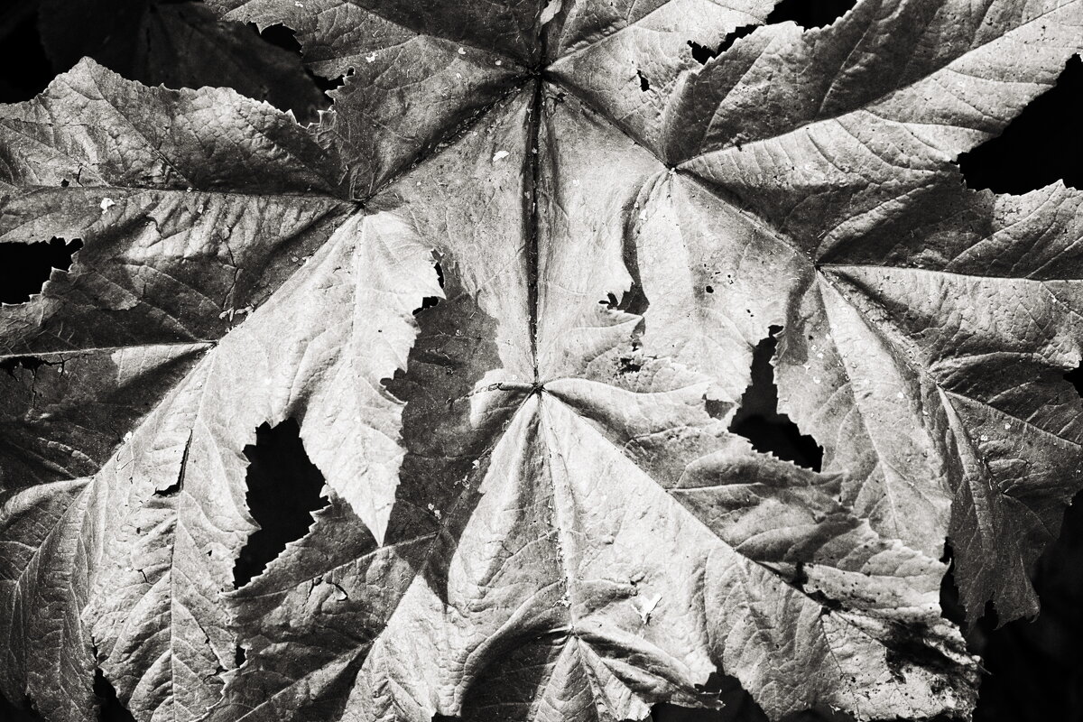 ... - Денис Безногов