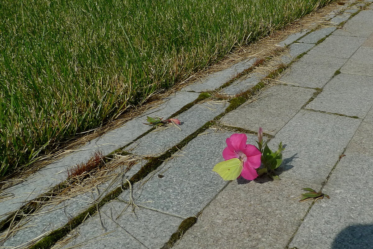 Цветок и бабочка - Сергей Швечков