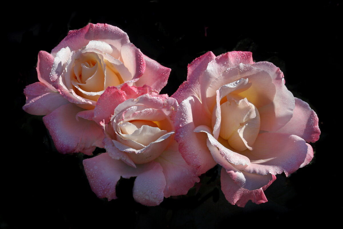 6 сентября - Михаил Бибичков