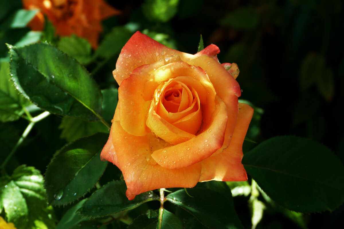 Оранжевая роза  Флорибунда - Валентин Семчишин