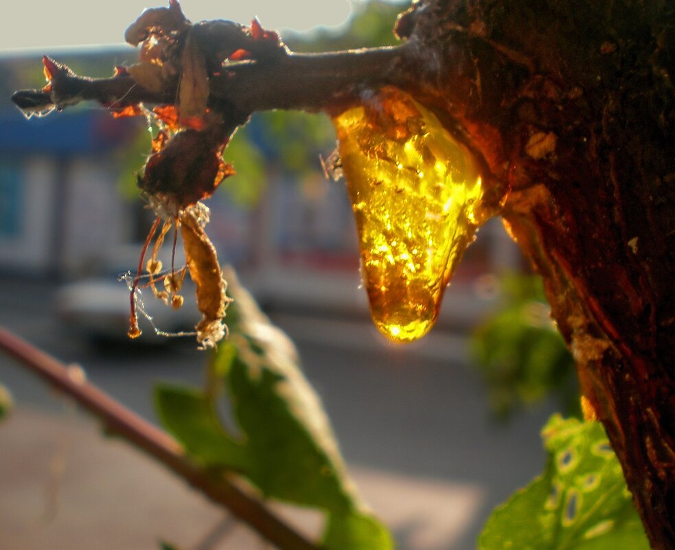 Детали природы - Роман Савоцкий