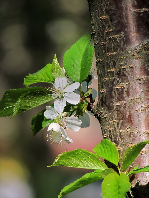 Детали природы - Роман Савоцкий
