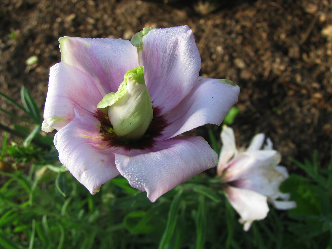 Эустома - Людмила Смородинская