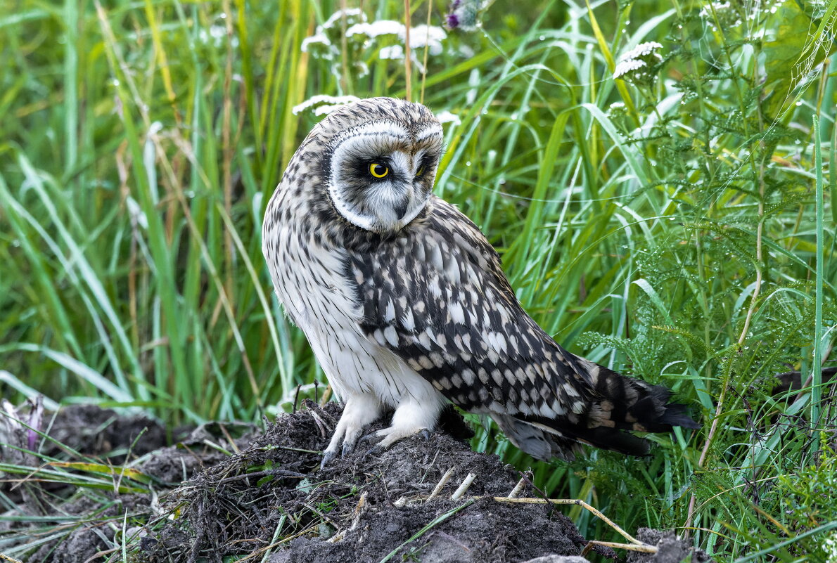 птенец болотной совы - юрий макаров птенец болотной совы - юрий макаров