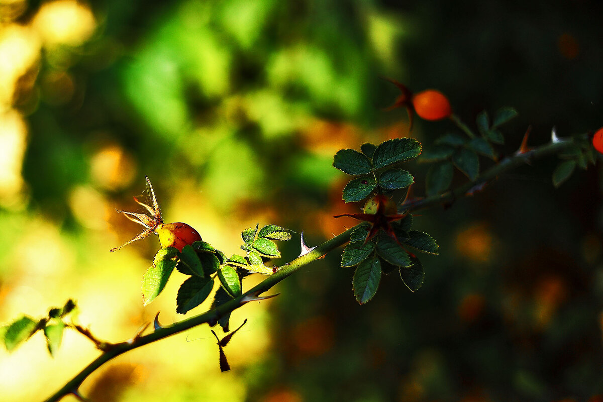 Шиповник - Юрий Гайворонскiий