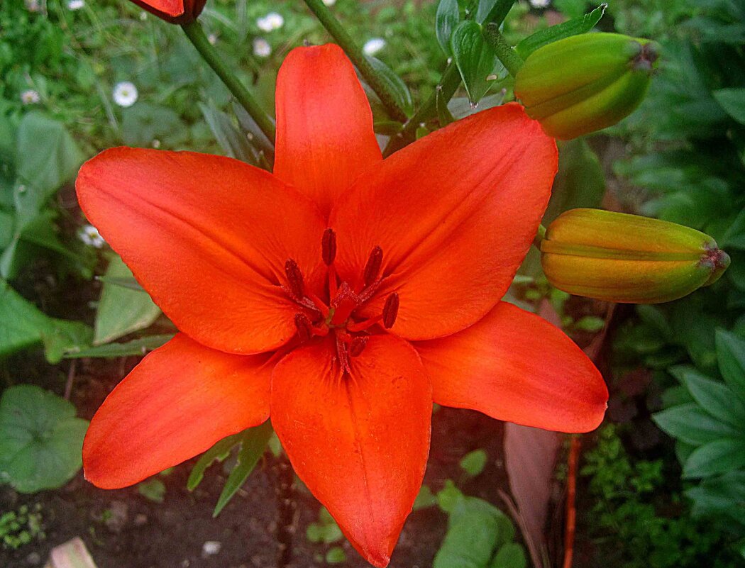 Ли... - Елена Семигина