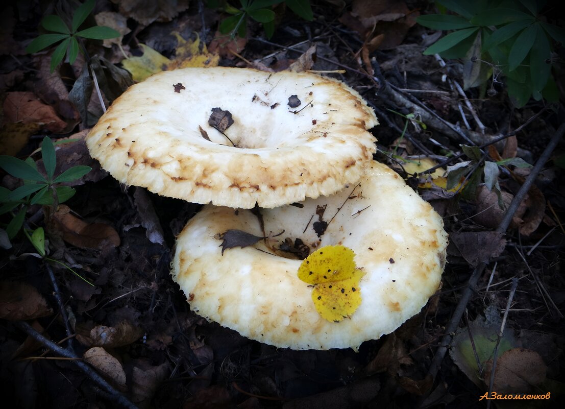 Идёт охота на груздей, идёт охота! :-) - Андрей Заломленков