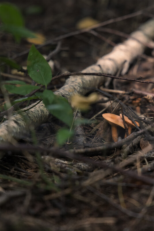 в лесу - Michel 