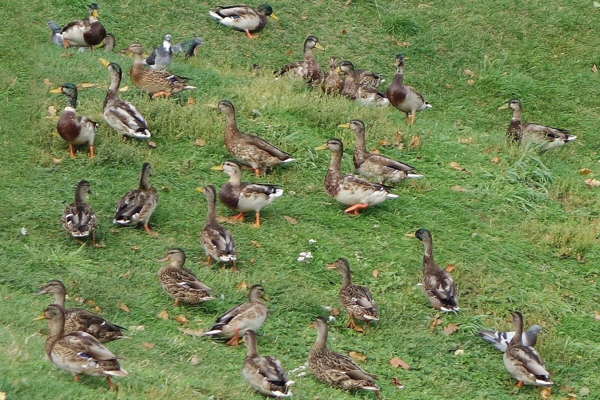 Кряква - Рита Симонова