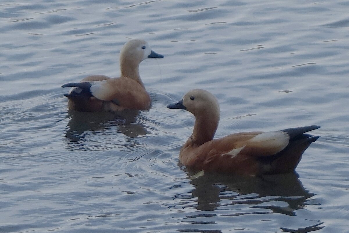 Огарь - Рита Симонова