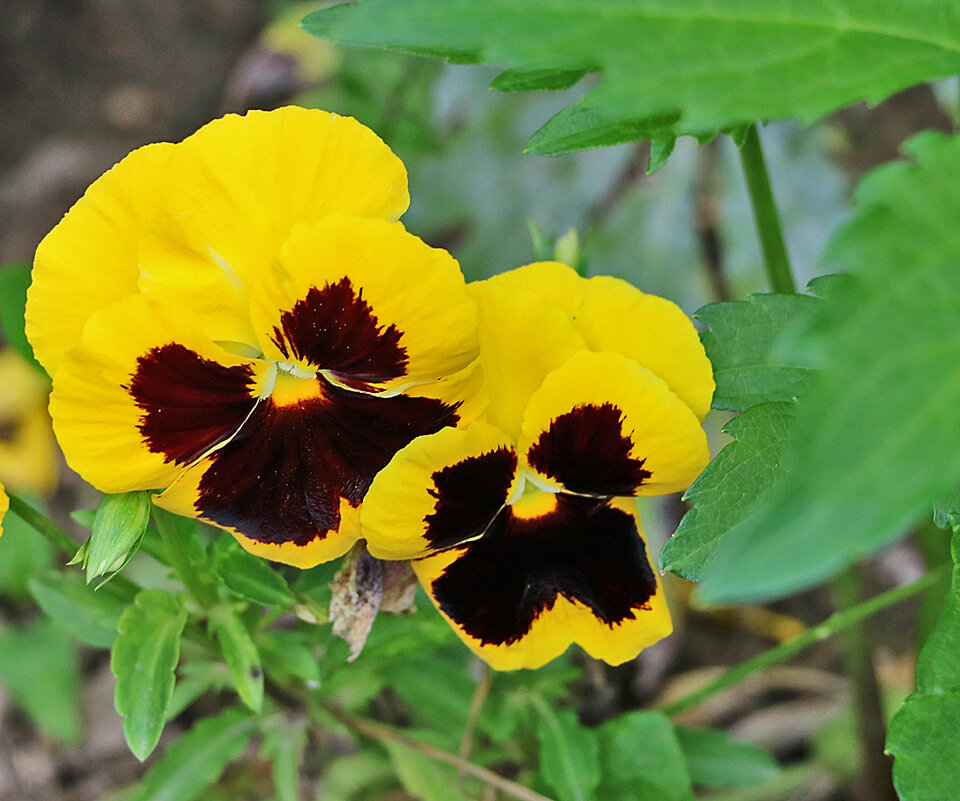 Глазастые подружки - Светлана 