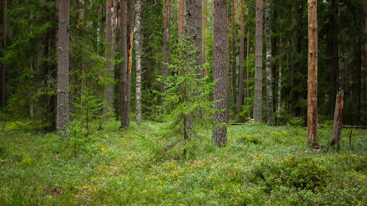 Young spruce in the pine forest | 6 - Sergey Sonvar